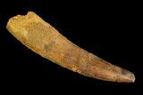 Spinosaurus Tooth - Real Dinosaur Tooth #107747-1